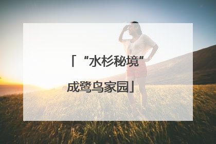 “水杉秘境”成鹭鸟家园