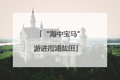 “海中宝马”游进霞浦盐田