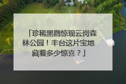 珍稀黑鹳惊现云岗森林公园！丰台这片宝地藏着多少惊喜？