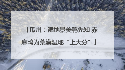 瓜州：湿地景美鸭先知 赤麻鸭为荒漠湿地“上大分”