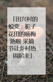 田兴村的蜕变：栀子花田的杨梅熟啦 采摘节让乡村热闹起来