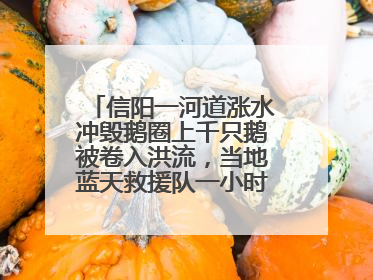 信阳一河道涨水冲毁鹅圈上千只鹅被卷入洪流，当地蓝天救援队一小时赶鹅上岸