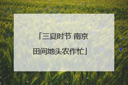 三夏时节 南京田间地头农作忙