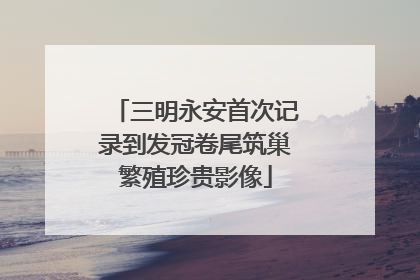 三明永安首次记录到发冠卷尾筑巢繁殖珍贵影像