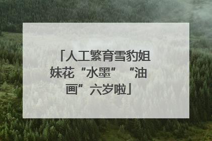 人工繁育雪豹姐妹花“水墨”“油画”六岁啦