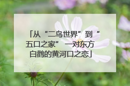 从“二鸟世界”到“五口之家” 一对东方白鹳的黄河口之恋