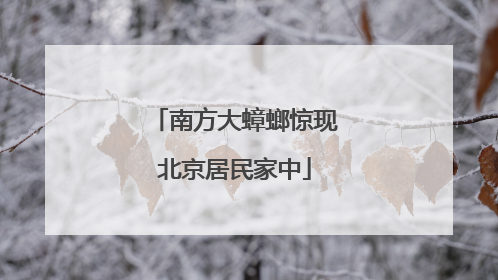南方大蟑螂惊现北京居民家中