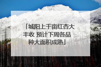 城阳上千亩红杏大丰收 预计下周各品种大面积成熟