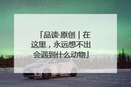 品读·原创｜在这里，永远想不出会遇到什么动物