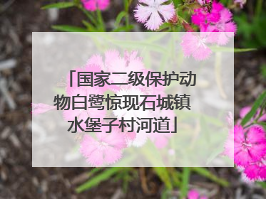 国家二级保护动物白鹭惊现石城镇水堡子村河道