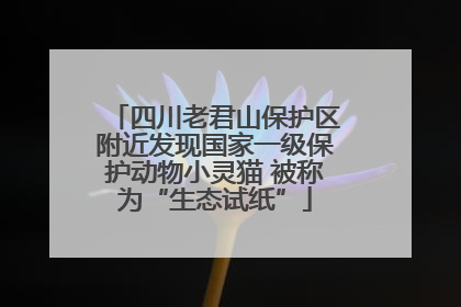 四川老君山保护区附近发现国家一级保护动物小灵猫 被称为“生态试纸”