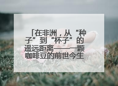 在非洲，从“种子”到“杯子”的遥远距离——一颗咖啡豆的前世今生（三）