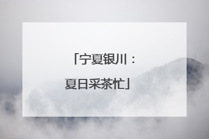宁夏银川：夏日采茶忙