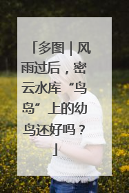 多图｜风雨过后，密云水库“鸟岛”上的幼鸟还好吗？