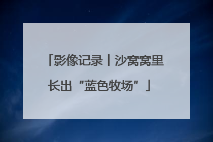 影像记录丨沙窝窝里长出“蓝色牧场”