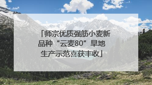 师宗优质强筋小麦新品种“云麦80”旱地生产示范喜获丰收