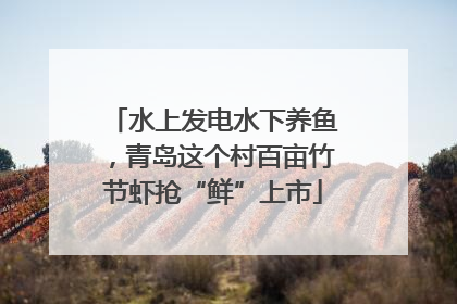 水上发电水下养鱼，青岛这个村百亩竹节虾抢“鲜”上市