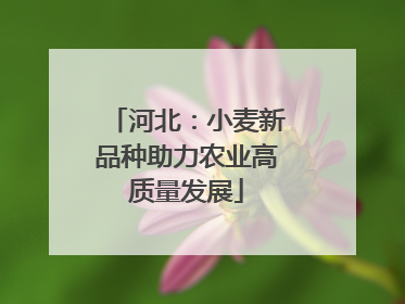 河北：小麦新品种助力农业高质量发展