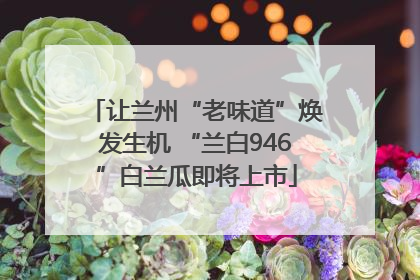 让兰州“老味道”焕发生机 “兰白946”白兰瓜即将上市