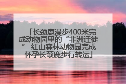 长颈鹿漫步400米完成动物园里的“非洲迁徙” 红山森林动物园完成怀孕长颈鹿步行转运