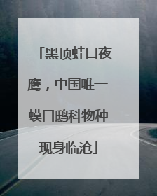 黑顶蛙口夜鹰，中国唯一蟆口鸱科物种现身临沧