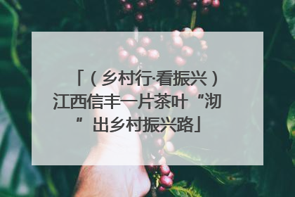 （乡村行·看振兴）江西信丰一片茶叶“沏”出乡村振兴路