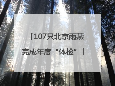 107只北京雨燕完成年度“体检”